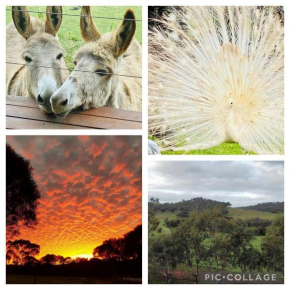 Sandalwood Downs Farm Stay Guest House TOODYAY